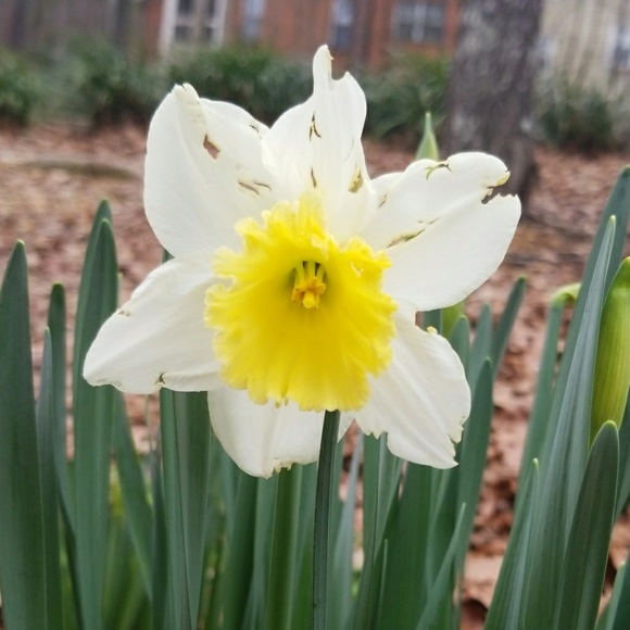 Meet your Posher, Jan - Picture 1 of 1